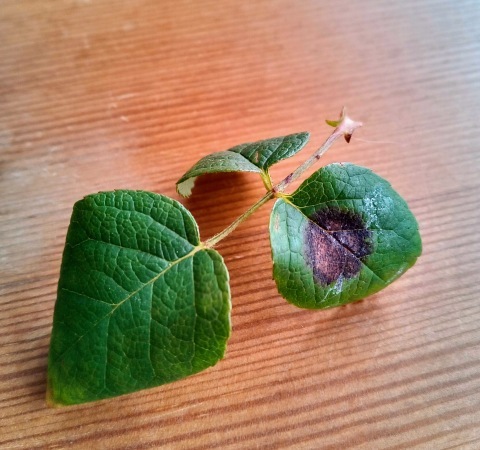 バラの新芽の時期に もう黒星病 薔薇のガーデナー Weekend S Ladybirds バラの新芽の時期に もう黒星病 薔薇のガーデナー Weekend S Ladybirds