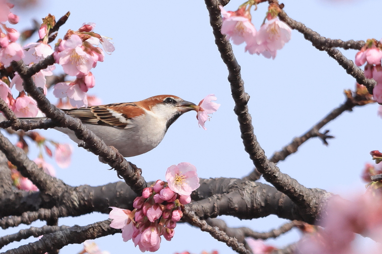 ニュウナイスズメ 子房は サクランボ🍒_f0369315_11154101.jpg