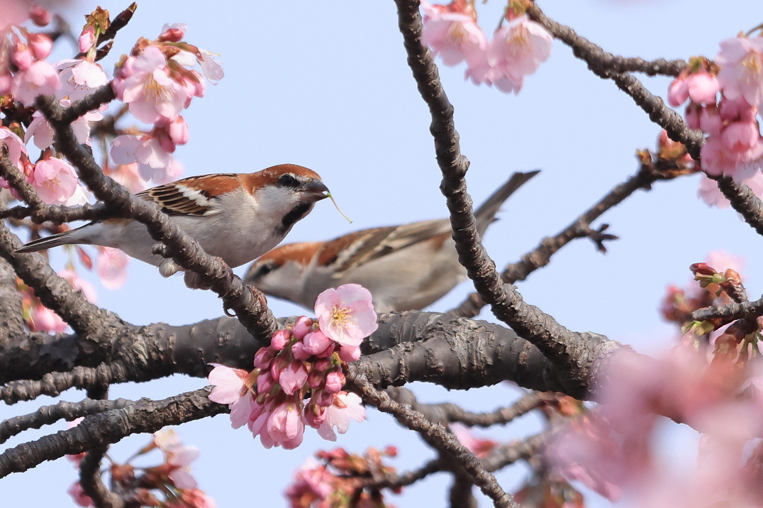 ニュウナイスズメ 子房は サクランボ🍒_f0369315_11154170.jpg
