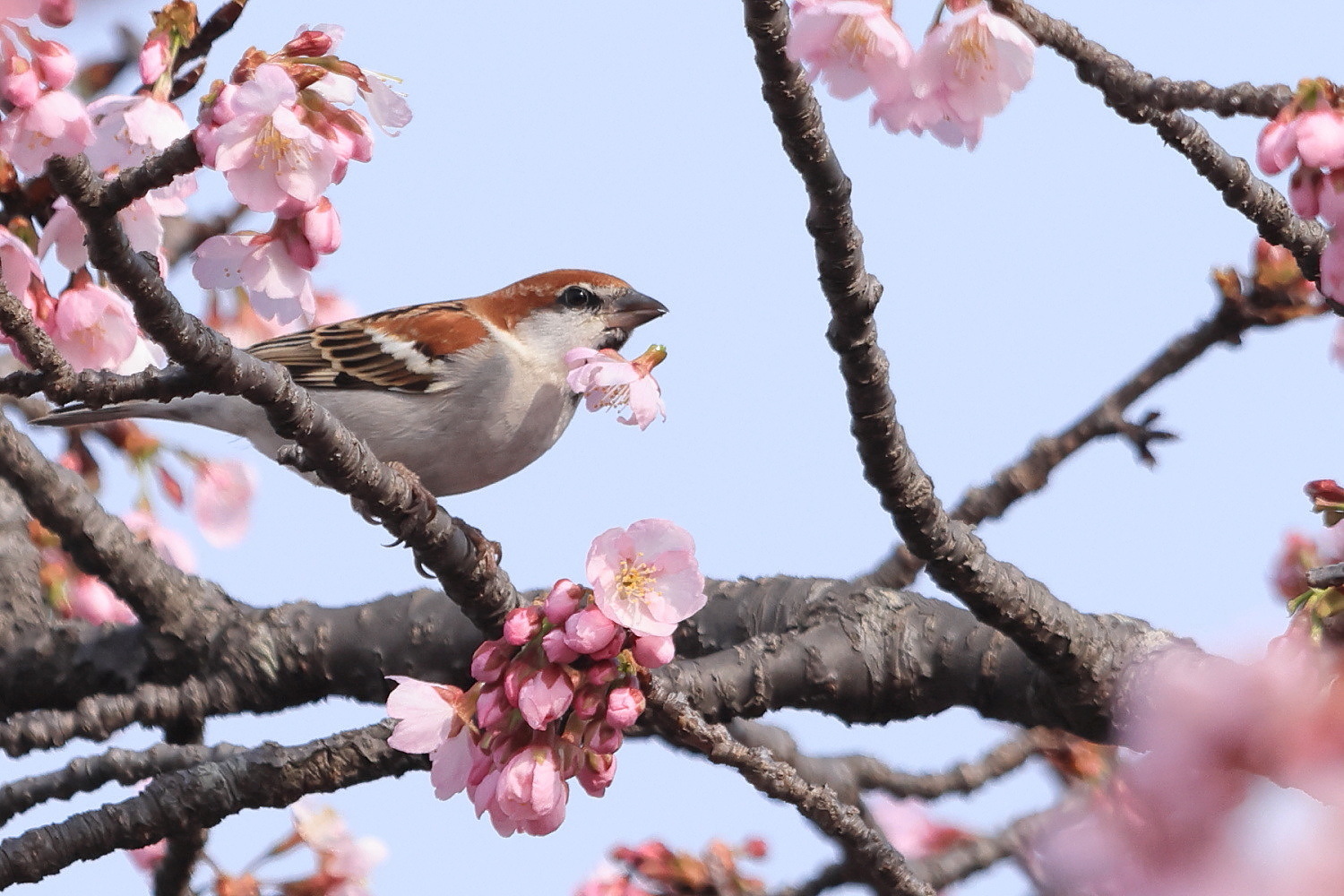 ニュウナイスズメ 子房は サクランボ🍒_f0369315_11154219.jpg