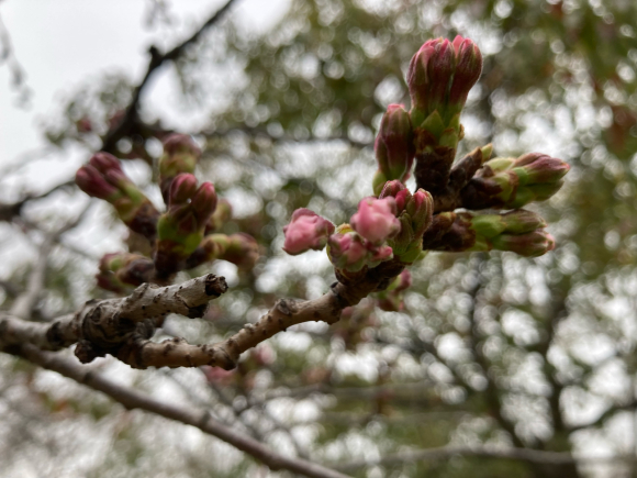 spring has come_a0098418_16244246.jpg