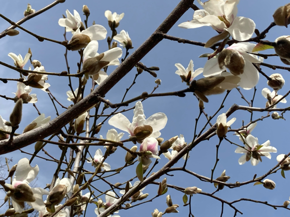 spring has come_a0098418_16260565.jpg