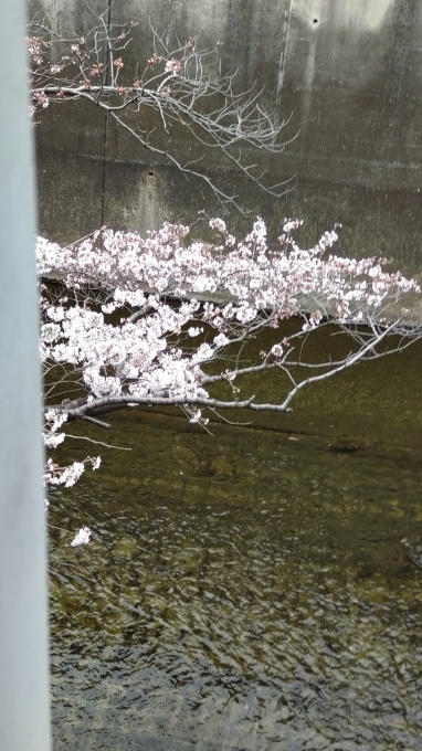 桜　咲き始める_c0155326_21233441.jpg
