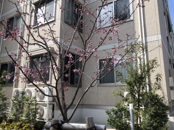 桜が開花_b0164428_22503281.jpeg