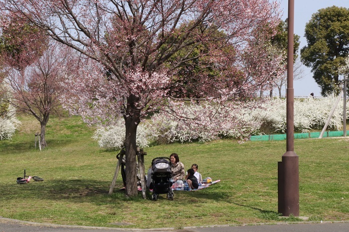 足立区舎人公園のさくらとファミリー。_a0214329_10455362.jpg