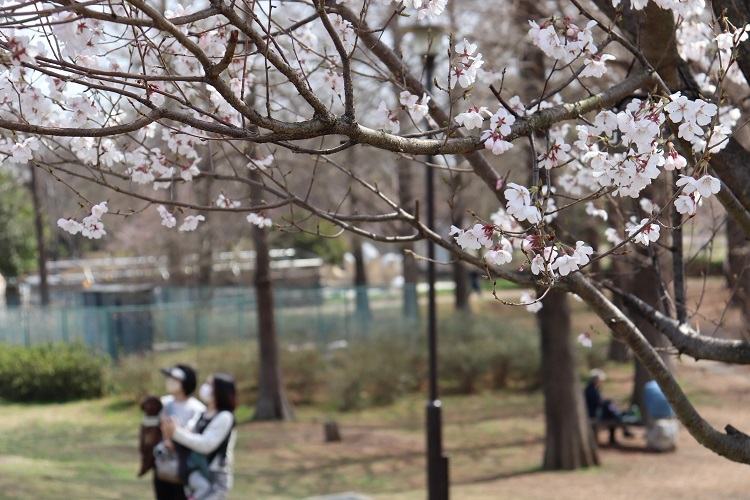 足立区舎人公園のさくらとファミリー。_a0214329_10460669.jpg