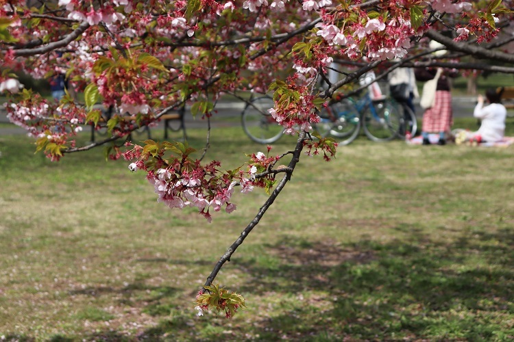 足立区舎人公園のさくらとファミリー。_a0214329_10463011.jpg