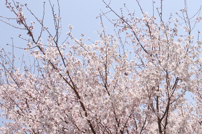 足立区舎人公園のさくらとファミリー。_a0214329_10543605.jpg