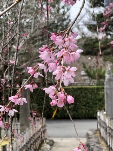 桜開花_a0197730_09365572.jpeg