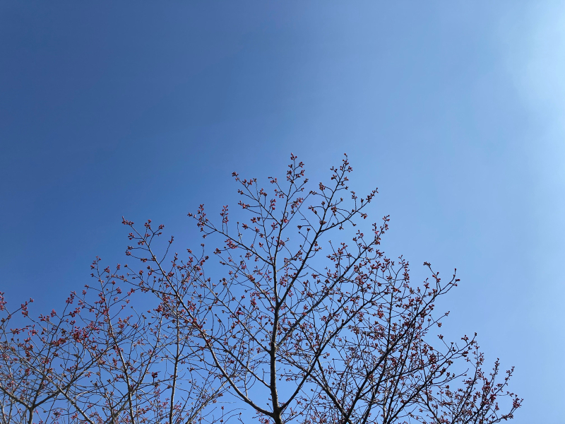 臨時休業_b0241033_07265627.jpg