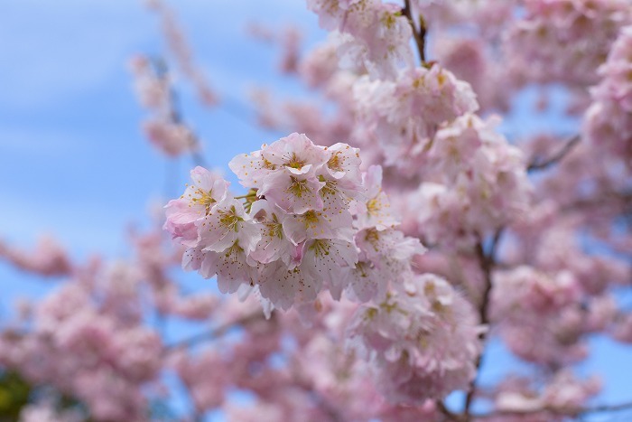 早咲きの桜 **春めき桜**_c0319240_08282070.jpg