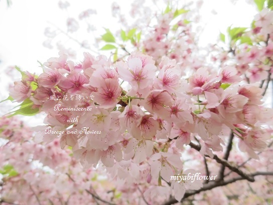 さよなら さくら 薄紅色の別れの言の葉 散り始めた玉縄桜 : 風と さよなら さくら 薄紅色の別れの言の葉 散り始めた玉縄桜 : 風と