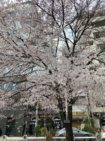 風雨で散らされる前に_b0050651_08090132.jpg