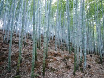 幻の白い「長生たけのこ」 令和4年も順調に成長中!しかしイノシシに荒らされいまだかつてないピンチです_a0254656_16531512.jpg