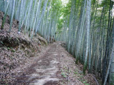 幻の白い「長生たけのこ」 令和4年も順調に成長中!しかしイノシシに荒らされいまだかつてないピンチです_a0254656_17293015.jpg