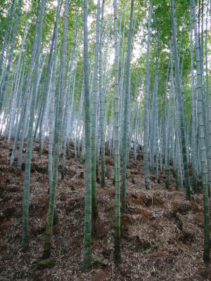 幻の白い「長生たけのこ」 令和4年も順調に成長中!しかしイノシシに荒らされいまだかつてないピンチです_a0254656_17300192.jpg