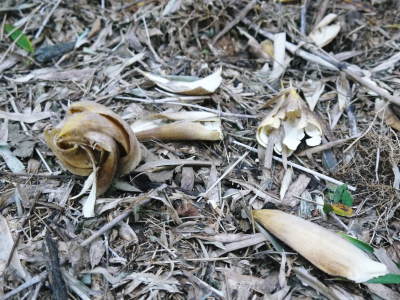 幻の白い「長生たけのこ」 令和4年も順調に成長中!しかしイノシシに荒らされいまだかつてないピンチです_a0254656_17332265.jpg