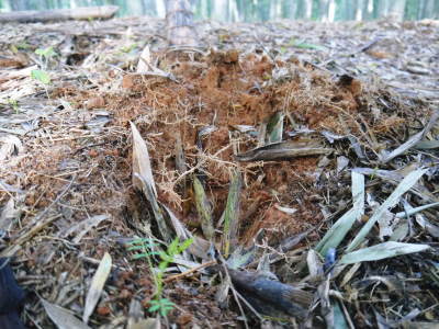 幻の白い「長生たけのこ」 令和4年も順調に成長中!しかしイノシシに荒らされいまだかつてないピンチです_a0254656_17361133.jpg