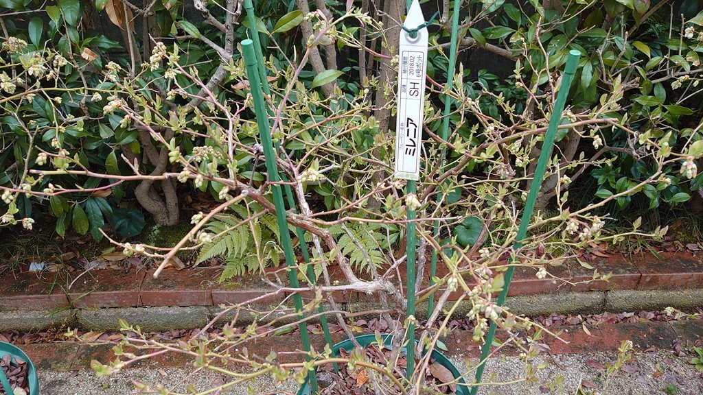 鉢植えブルーベリーの花芽と蕾 in 広島市_d0358272_23205466.jpg