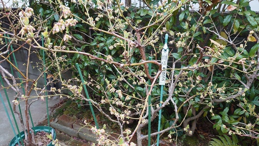 鉢植えブルーベリーの花芽と蕾 in 広島市_d0358272_23210694.jpg