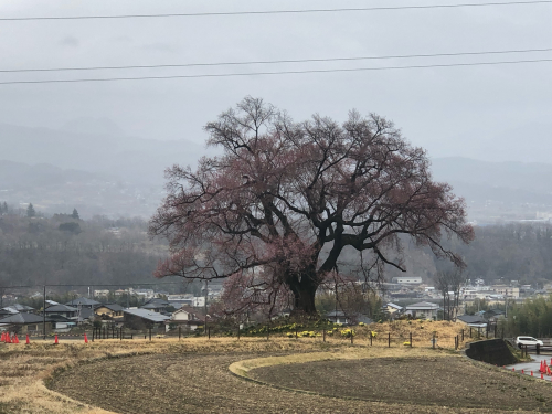 ワニ塚の桜&#127800;まだ開花してません</div>_d0338282_14102245.jpg