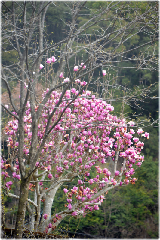 春の花_c0310894_12114131.jpg