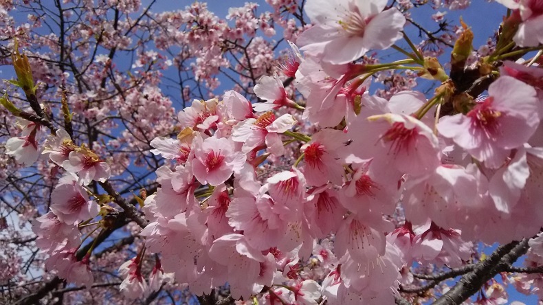 桜に会えたよ～_b0404603_20434280.jpg