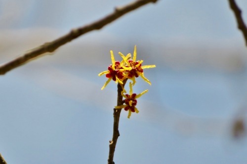 春の花と水芭蕉をチェ ック 乗鞍高原カフェ バー スプリングバンクの日記 春の花と水芭蕉をチェ ック 乗鞍高原カフェ バー スプリングバンクの日記