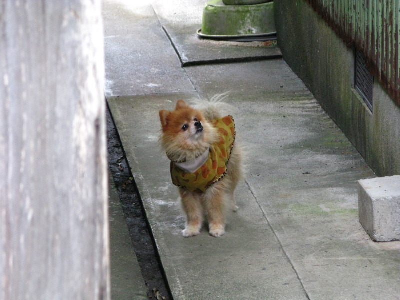 土曜日のアラン_c0057821_10292072.jpg