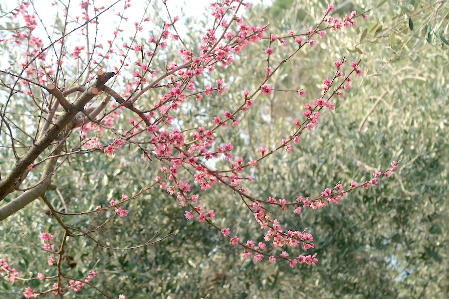 オリーブ畑花咲く春とうちの猫たち_f0234936_17062155.jpg