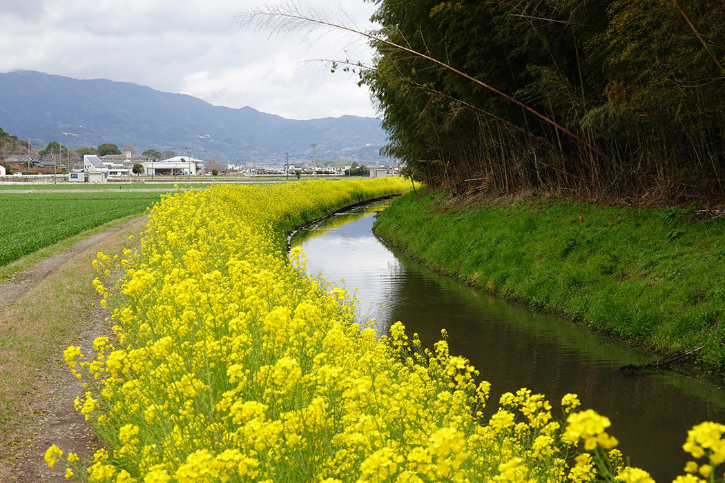 「牛尾梅林付近の菜の花」ー小城市小城町池上牛尾界隈にてー_c0014538_14154543.jpg