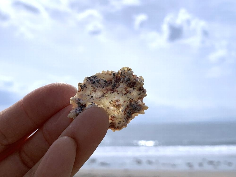 ☆海辺で貝殻拾い・房総・根本海岸☆ : ガジャのねーさんの 空をみあげ