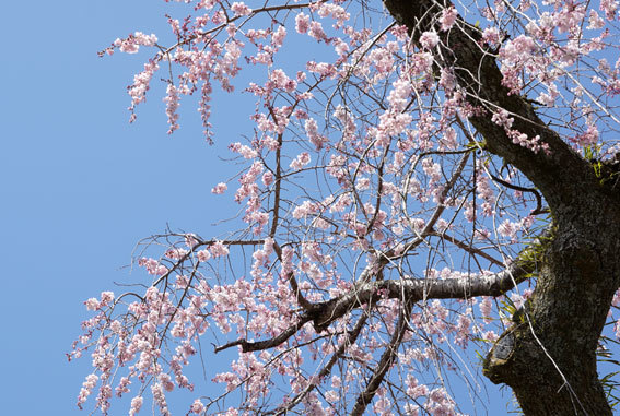 一気に見ごろを迎えた糸桜_b0145257_12570134.jpg