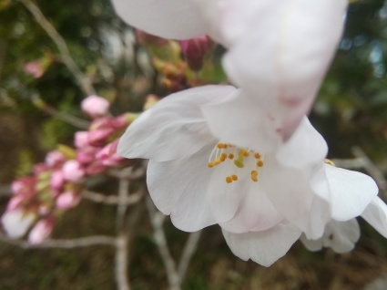 ゆすら咲く庭で…_b0368362_13362634.jpg