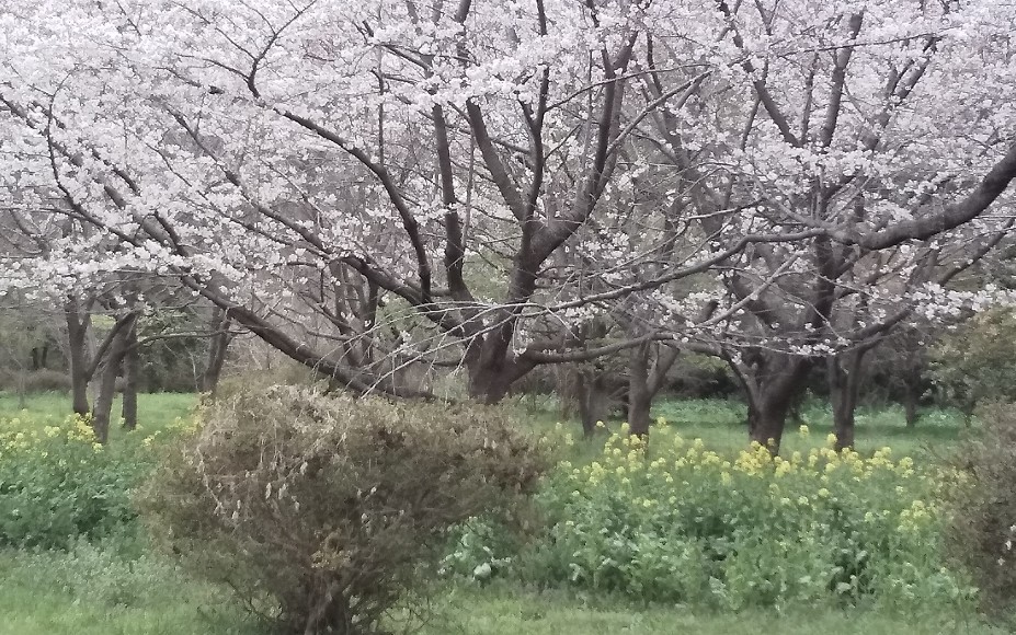 高知も東京も満開の桜です。_f0291565_16171313.jpg
