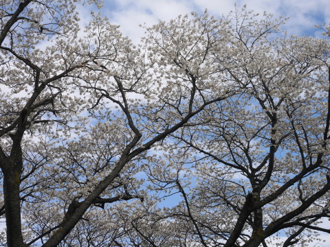 六国見山のシンボルツリー夫婦桜見頃に3 27 北鎌倉湧水ネットワーク