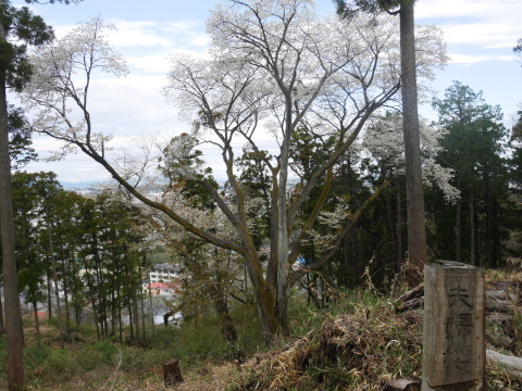六国見山のシンボルツリー夫婦桜見頃に3・27_c0014967_18242085.jpg