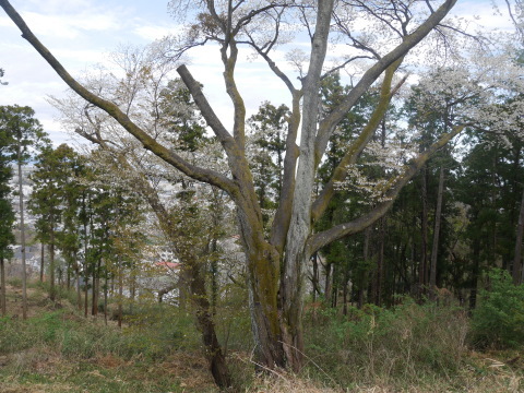 六国見山のシンボルツリー夫婦桜見頃に3・27_c0014967_18270690.jpg