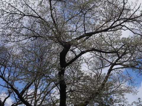 六国見山のシンボルツリー夫婦桜見頃に3・27_c0014967_18281266.jpg