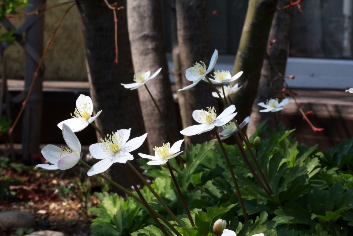 一の坂川の川辺に咲く花_a0107574_20043802.jpg