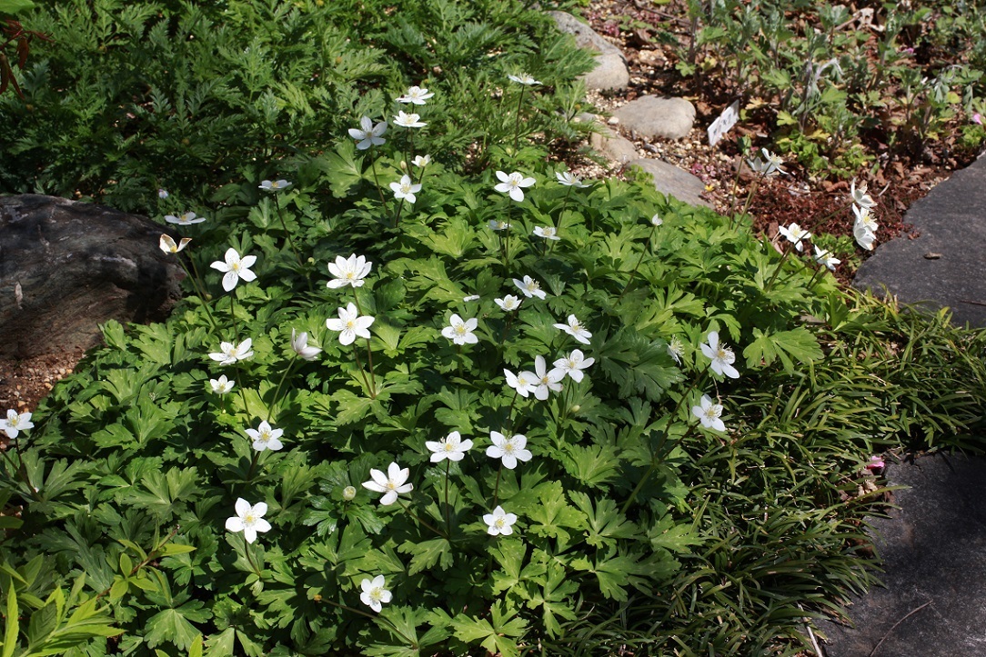 一の坂川の川辺に咲く花_a0107574_20050193.jpg