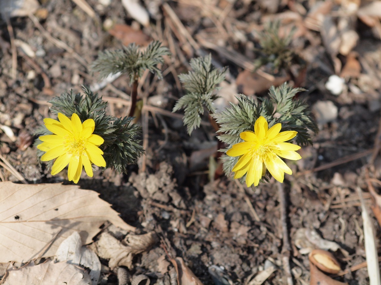 三角草(ミスミソウ)等 4種類のキンポウゲ科の花達～』 : 自然風