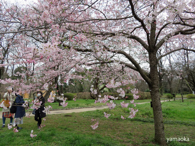 さまざまな桜。。。_f0071480_20362271.jpg