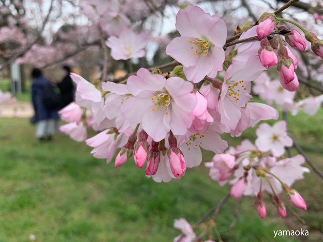 さまざまな桜。。。_f0071480_20363111.jpg