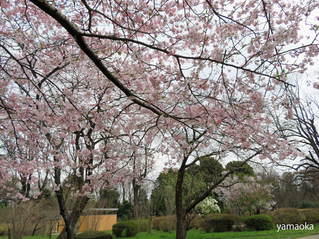 さまざまな桜。。。_f0071480_20364970.jpg