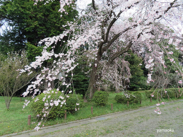 さまざまな桜。。。_f0071480_20365297.jpg