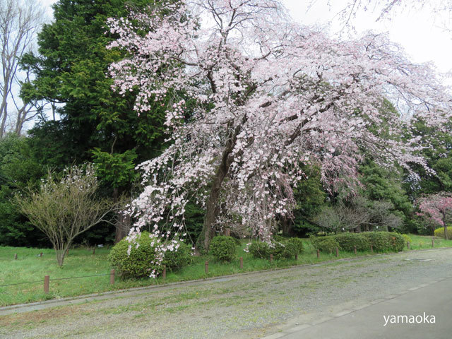 さまざまな桜。。。_f0071480_20370154.jpg