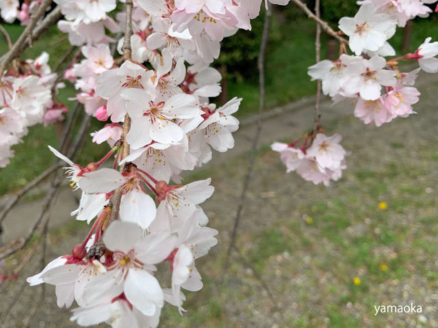 さまざまな桜。。。_f0071480_20371500.jpg