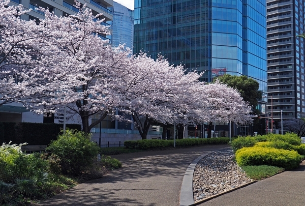桜、六本木_a0248481_18405218.jpg