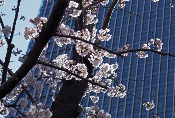桜、六本木_a0248481_18411879.jpg